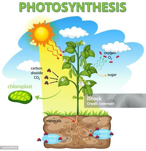 光合作用|Topic 2.9 Photosynthesis 光合作用